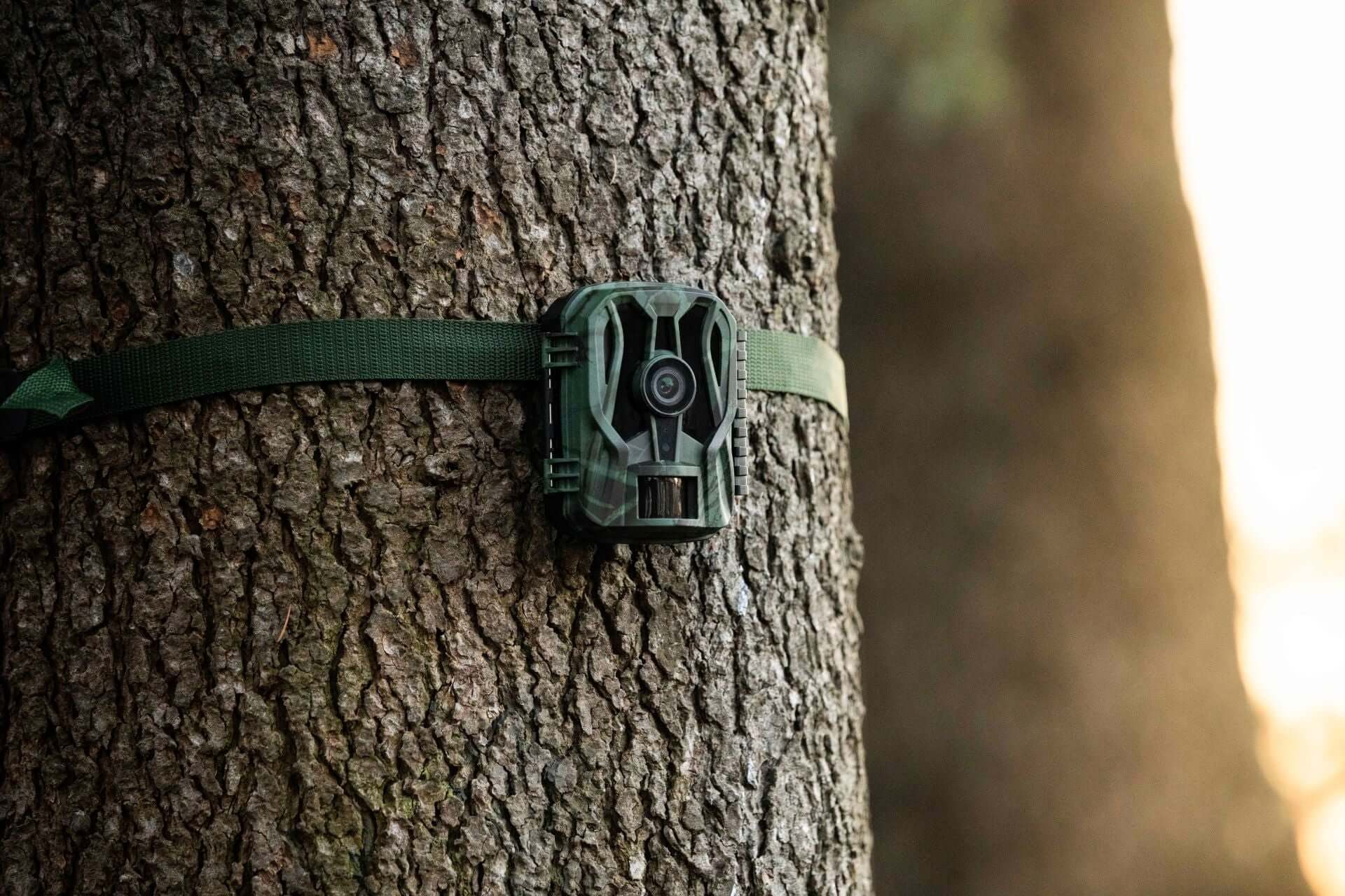 Fototrappola Midland Wild Guardian su albero per sicurezza e fauna